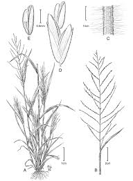 Image result for Leptochloa uniflora