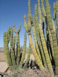 Hand sanitizer is available as you enter the visitor center main entrance and the exhibit. Information On Organ Pipe Cactus Care