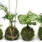 The Art of Kokedama Workshop