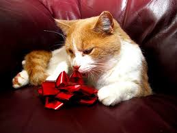 National pet month is observed in may 2021. A Full List Of Pet Holidays Throughout The Year 2021 Update