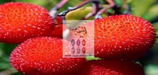 فوائد واستخدامات فاكهة اللنج Fruit Benefits Fruit Strawberry