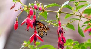 In fact, you may find that in one part of the country the butterflies may prefer to eat from one type of nectar plant and in another area they some plants like lantana will probably be easier to pick up from your local nursery. Green Bay Botanical Garden A Butterfly S Favorite Meals The Good And The Gross