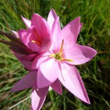Image result for Hesperantha