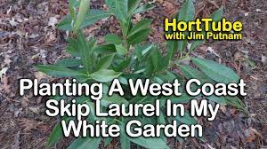 See pricing and listing details of laurel hill real estate for sale. How To Grow West Coast Skip Laurel Upright English Laurel Youtube