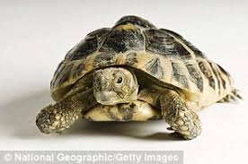 Therefore, its imperative to choose the breed which best suits your lifestyle. Why A Tortoise Is A Perfect Pet They Don T Need Walking Children Adore Them And They Ll Be With You For Generations But Before You Shell Out Read These Tortoise Tips Daily