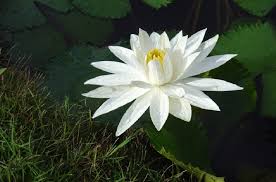 Image Result For Shapla Flower The National Flower Of Bangladesh Is Shapla Water Lily Shapla Is A Flower Floating At Ease In Rare Flowers Water Lily Flowers