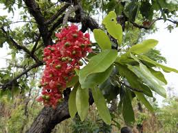 Image result for Ochna pulchra
