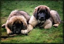 Check spelling or type a new query. Leonberger Puppies Digital Art By Gun Legler