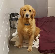 Where can i adopt a dog in nh? Nashua Shelter Receives Hundreds Of Calls From Individuals Hoping To Adopt Bradford Dogs Animals Unionleader Com