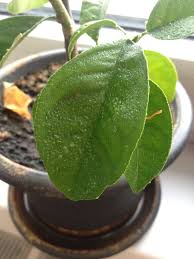 Leaves covered with sticky mold. How To Cure Sticky Citrus Leaves Gardening Landscaping Stack Exchange