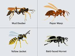 How To Kill A Wasp In Your House - Green Pest Solutions