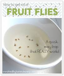 how to get rid of fruit flies pesky