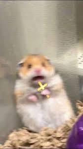 Show me a picture of a funny hamster. Family Friendly Avengers Content One Shots Funny Hamsters Funny Animals Animal Jokes
