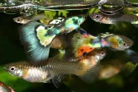 Guppy Guppy Fish Guppy Fish