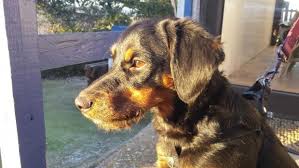 Adopter Chien Obelix 6 Mois 11 Maison Spa De Lezignan Corbieres Spa