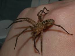 Zoropsis spinimana is a spider species belonging to the family zoropsidae. Zoropsis Spinimana Zoropsis Spinimana Bugguide Net