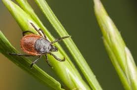 Maladie De Lyme Comment Reduire La Presence De Tiques Pres De Sa Maison