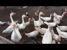 Download now 29 gambar anak bebek lucu kartun lukisan dan sketsa bebek. Bebek Angsa Ayam Dan Itik Dalam Satu Kandang Suara Angsa Ayam Dan Bebek Sahut Sahutan Lucu Youtube
