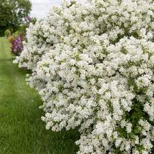 Image result for Exochorda