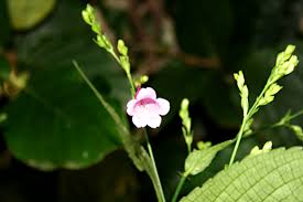 Image result for Strobilanthes hamiltoniana