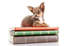 3 uncommon female dog names and meanings. 215 Literary Dog Names Awesome Name Ideas From Books