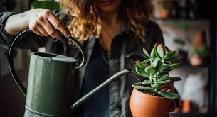Should you start your vegetable garden from seeds or plants? Four Ways To Start An Apartment Garden While You Re Home