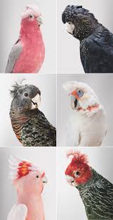 These Things No 42 Miss Moss Pet Birds Australian Parrots Beautiful Birds