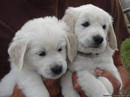 We only raise a few litters a year and all of our puppies are socialized with adults, children, and other animals. The Best Breed Of Dogs In The Entire World English Cream Golden Retrievers Hands Down No Discussion Dogs Golden Retriever Golden Retriever Retriever Puppy