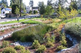 Riparian Swale 1912 1260 Pixels Invasive Plants Urban Farming Community Gardening