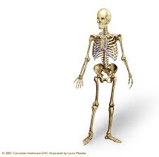 Learn from anatomy to improve your poses. Human Skeleton Illustration Axial Appendicular Bones Ribcage Skull