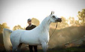 The breed is suitable for long journeys as the rider feels less tired on an arabian. Al Sheikh Stud Arabian Insider