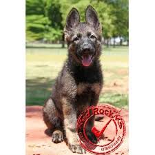 Find german shepherd dog puppies and breeders in your area and helpful german shepherd dog information. Red Rock K9 German Shepherd Dog Breeder In Edmond Oklahoma