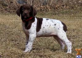 Maybe you would like to learn more about one of these? German Shorthaired Pointer Puppy For Sale Akc Thick Laid Back Gsp Puppies Spice X Dreamer 7 Years Old