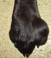 Foot or toe cancer (digital and soft tissue cancer), which can include squamous cell carcinoma, melanoma, osteosarcoma, mast cell tumor, and malignant soft tissue sarcoma is common in dogs. Types Of Toe Cancer In Dogs Dog Discoveries