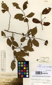 Image result for Grewia trichocarpa