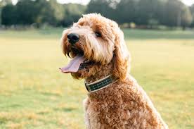Cas confirmés, mortalité, guérisons, toutes les statistiques Sniffer Gps The Ultimate Smart Collar Indiegogo