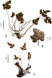 Image result for Cheilanthes quadripinnata