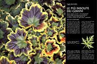 Geranios De Hoja Hojas Variegadas En Blanco Amarillo Y Rojo Monaco Nature Encyclopedia