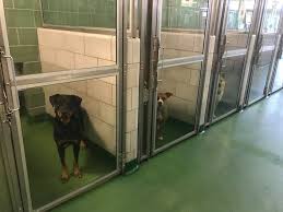 Dallas pet rehoming and adoptions. Remember Dallas Animal Services And Adoption Center Facebook