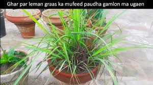 If you can manage to find the pot of gold at the end of the rainbow, then you may as well, come across the blue rose. Lemon Grass Plants Grown In Pots Urdu Hindi Youtube