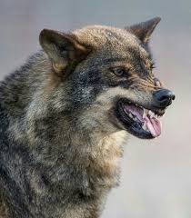 Resultats Google Recherche D Images Correspondant A Https I Pinimg Com Originals 9c 86 8d 9c868d3bf655d2aec3801fd39dd908 Wolf Pictures Wolf Dog Snarling Wolf