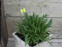 Image result for Diplotaxis tenuifolia