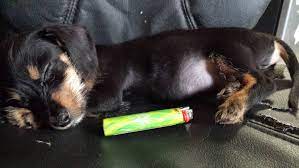 Check spelling or type a new query. Meet Cosmos He Is A 8 Week Old Chihuahua Dachshund Mix Puppy He Weighs 2 Pounds Imgur