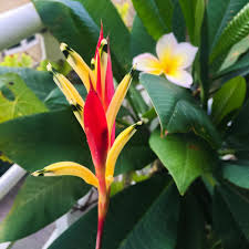 Costa rica flowers and plants. Costa Rica Botanical Guide For Tropical Plants Lovers