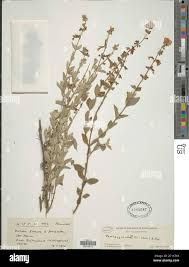 Image result for Syncolostemon elliottii