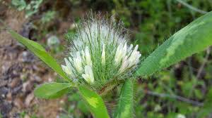Image result for Trifolium squarrosum