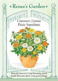Plan on thinning later to at least 8 to 18 inches apart once the plant has developed its true leaves (four leaves total on the plant). Pixie Sunshine Container Zinnias Renee S Garden Seeds