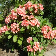 Image result for Euphorbia glanduligera