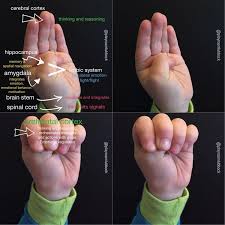 Flipping Your Lid Playroom Lubbock Brain Based Learning Whole Brain Child Emotional Regulation