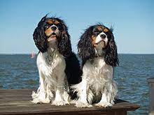To qualify for chic, cavaliers mus. Cavalier King Charles Spaniel Wikipedia